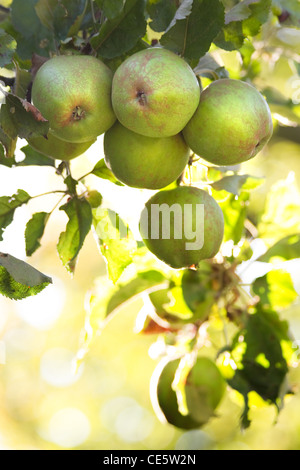 Le mele di morningsun il rip su appletree in estate - immagine verticale Foto Stock