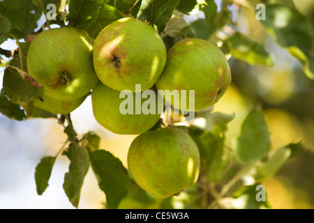 Le mele di morningsun il rip su appletree in estate - immagine orizzontale Foto Stock