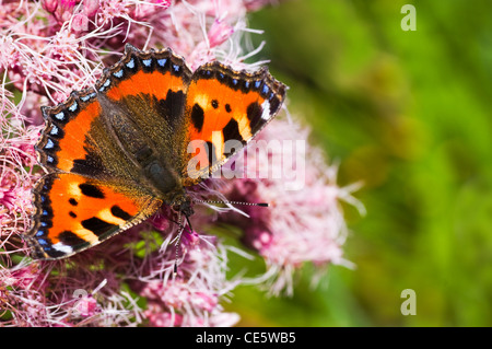 Piccola tartaruga o Aglais urticae sulla ghiaia root in estate Foto Stock