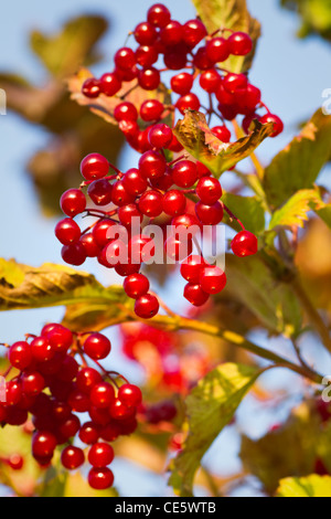 Bacche rosse su viburno Rose, acqua sambuco, Cranberrybush europea, crampi corteccia Snowball o Viburnum opulus in autunno Foto Stock