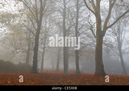 La nebbia in autunno - Alberi in caso di nebbia fitta su freddo giorno di novembre Foto Stock