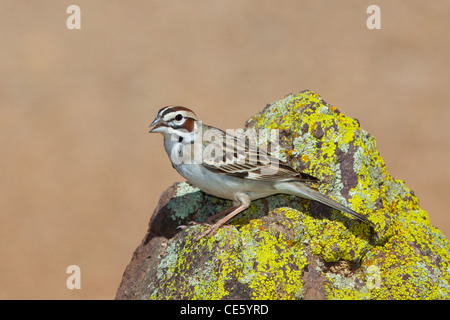 Allodola Passero Chondestes grammacus Amado, Santa Cruz County, Arizona, Stati Uniti 16 Aprile Emberizidae adulti Foto Stock