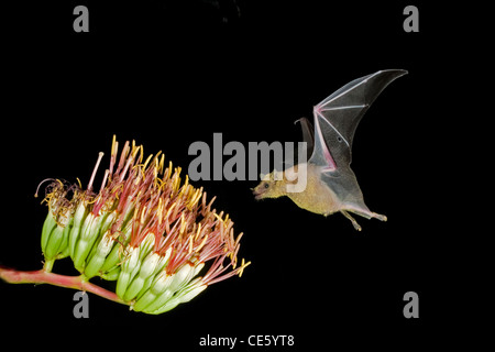 Minore a becco lungo Leptonycteris Bat curasoae Amado, Arizona, Stati Uniti 23 agosto adulto presso Parry di Agave fiori. Foto Stock