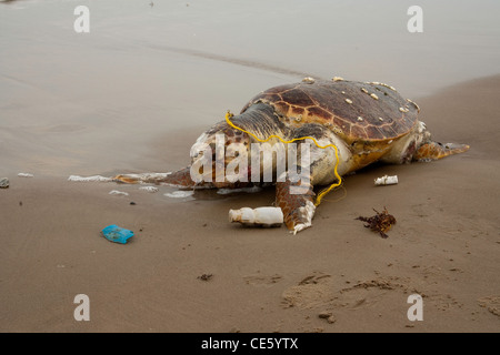 Per tartarughe marine caretta caretta Bolsa Chica, Texas, Stati Uniti 4 aprile adulto morto sulla spiaggia. Famiglia Cheloniidae Foto Stock