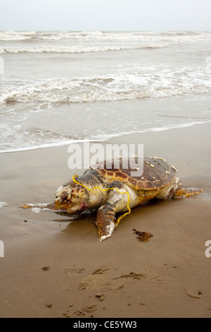 Per tartarughe marine caretta caretta Bolsa Chica, Texas, Stati Uniti 4 aprile adulto morto sulla spiaggia. Famiglia Cheloniidae Foto Stock