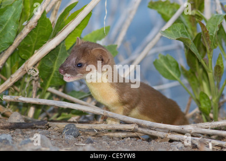 Long-tailed Weasel Mustela frenata Clear Lake National Wildlife Refuge, California, Stati Uniti 10 Maggio Mustelidae Immature Foto Stock