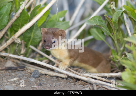 Long-tailed Weasel Mustela frenata Clear Lake National Wildlife Refuge, California, Stati Uniti 10 Maggio Mustelidae Immature Foto Stock