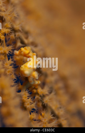 Colpo verticale di un il più piccolo cavalluccio marino pigmea noto, Hippocampus denise. Il colore giallo come la gorgonia mare fan, Bunaken Foto Stock