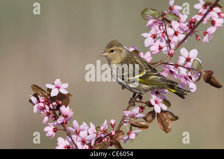 Pine Lucherino Carduelis pinus Dorris, California, Stati Uniti 10 Maggio Fringillidae adulti Foto Stock