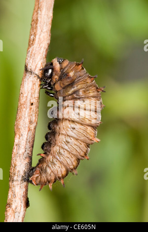 A coda di rondine Polydamas Battus polydamas Gomez Farias, Messico 29 dicembre scorso caterpillar instar preparando a pupate. Foto Stock