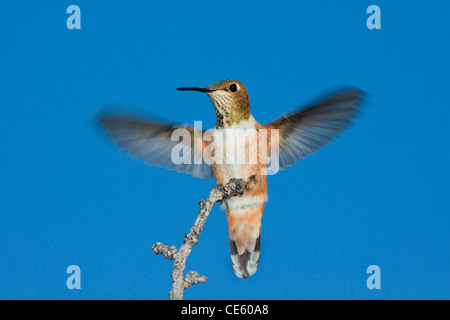 Rufous Hummingbird Selasphorus rufus Tucson Pima County, Arizona, Stati Uniti 19 settembre Trochilidae Immature Foto Stock