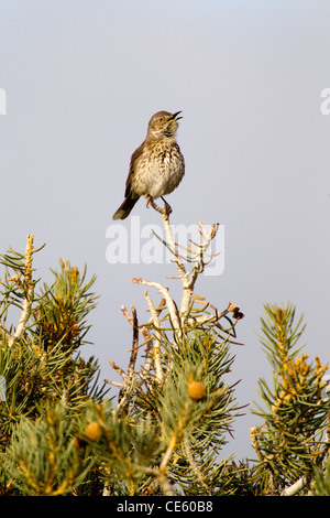 Sage Thrasher Oreoscoptes montanus Mono Lake, California, Stati Uniti 14 Maggio Mimidae adulti Foto Stock