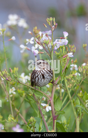 Song Sparrow Melospiza melodia Arcata, California, Stati Uniti 26 Aprile Emberizidae adulti Foto Stock