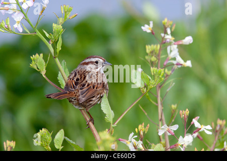 Song Sparrow Melospiza melodia Arcata, California, Stati Uniti 26 Aprile Emberizidae adulti Foto Stock