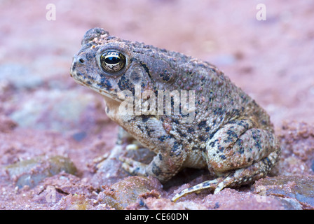 Woodhouse's Toad, (Anaxyrus woodhouseii), Little Red River, Caprock Canyon State Park, Texas, Stati Uniti d'America. Foto Stock