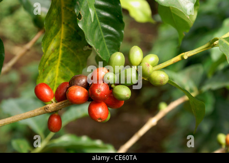 Close up di maturazione ombra cresciuto organici di chicchi di caffè a Finca Selva Negra vicino a Matagalpa, Nicaragua. Foto Stock