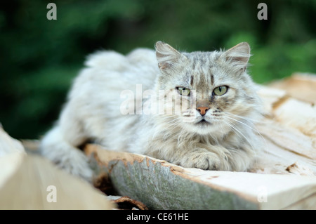 Ritratto di gatto domestico (felis catus) giacente sulla legna da ardere Foto Stock