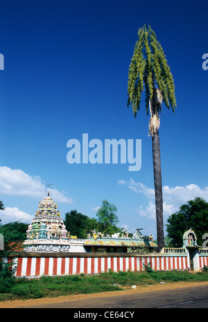 Talipot Palm tree Corypha umbraculifera Linn alberi in tempio composto India Foto Stock
