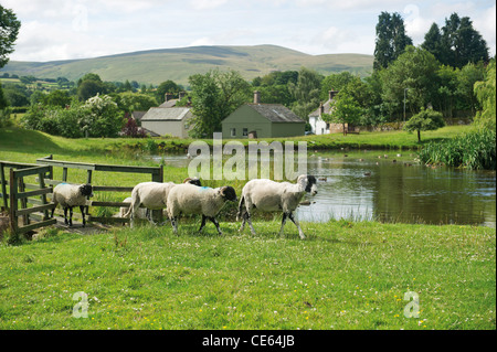 Il duck pond e pecore in Cumbria Caldbeck Village Lake District inglese UK Campagna Foto Stock