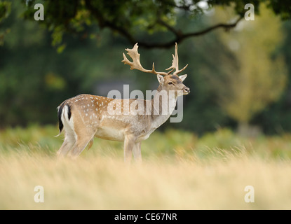 Daini buck Foto Stock