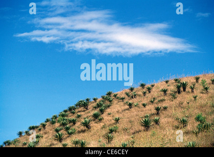 Cespugli di Verde su giallo oro colle di erba con cielo blu e nuvole bianche Foto Stock