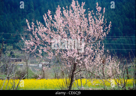 Albero di pesco in fiore ; manali ; Himachal Pradesh ; india Foto Stock