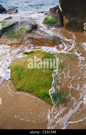 Acqua di mare e moss algie coperto pietra sulla spiaggia ; Tamil Nadu ; india Foto Stock