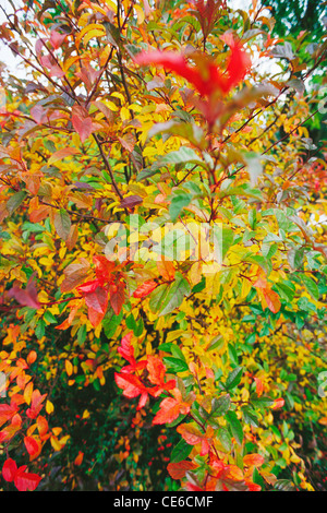 Autumn Tree foglie cadono le foglie colori verde giallo arancione rosso ; Malmo città ; Svezia Foto Stock
