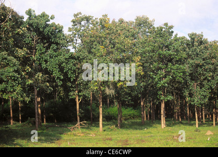 Teak di piantagione di alberi Tectona grandis ; kerala ; india Foto Stock