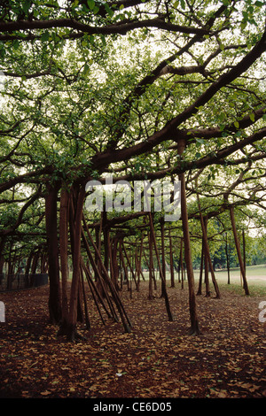 Il grande albero di Banyan ; Ficus bengalensis ; Acharya Jagadish Chandra Bose giardino botanico indiano ; calcutta ; kolkata ; bengala occidentale ; india ; asia Foto Stock