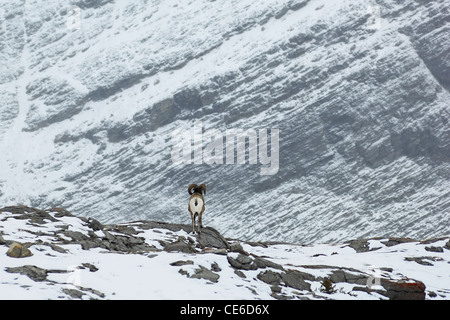 Bighorn maturo di ram su un crinale durante una tempesta in avvicinamento in un alto passo di montagna nel Parco Nazionale di Jasper Alberta Canada Foto Stock