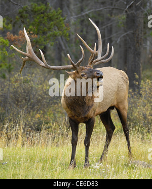 Bull Elk cercando un compagno Foto Stock