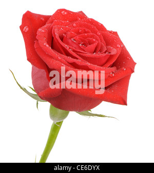 Red Rose con gocce d'acqua è isolato su uno sfondo bianco. Una foto da vicino Foto Stock