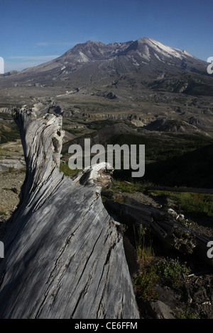 Alberi abbattuti dall eruzione del 1980 Monte St Helens Vulcano monumento nazionale Foto Stock