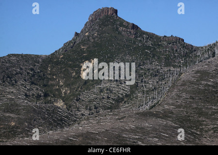 Alberi abbattuti dall eruzione del 1980 Monte St Helens Vulcano monumento nazionale Foto Stock