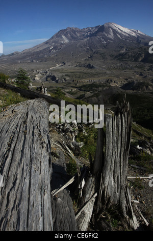Alberi abbattuti dall eruzione del 1980 Monte St Helens Vulcano monumento nazionale Foto Stock