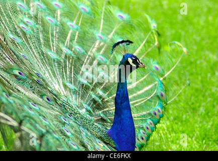 Un pavone nel parco, vicino fino Foto Stock