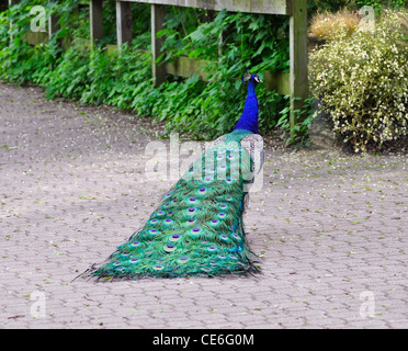 Un bellissimo pavone passeggiate nel parco Foto Stock