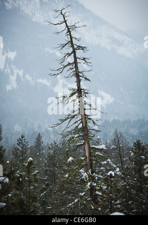 Un grande intoppo che sovrasta gli altri alberi in Methow Valley vicino a Mazama, Washington, Stati Uniti d'America. Foto Stock