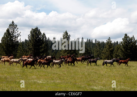 Stati Uniti d'America. Lusitano Horse Running Wild sul prigioniero farm in origano. Foto Stock