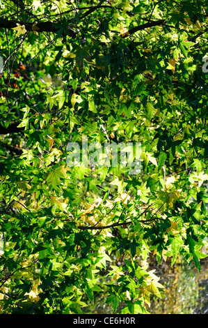 Backlit acer palmatum foglie verde foglia retroilluminazione chiome di alberi decidui aceri sunny luce solare Foto Stock