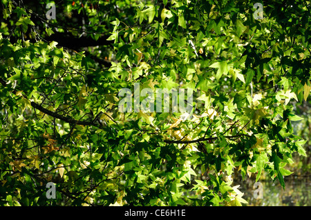 Backlit acer palmatum foglie verde foglia retroilluminazione chiome di alberi decidui aceri sunny luce solare Foto Stock