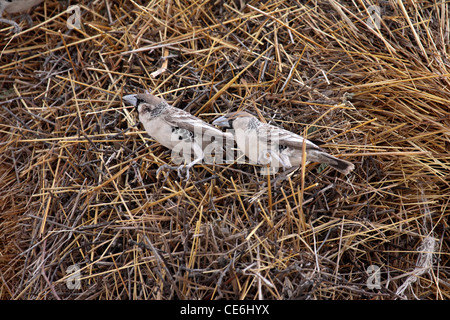 Socievole tessitori a nido in Namibia Foto Stock