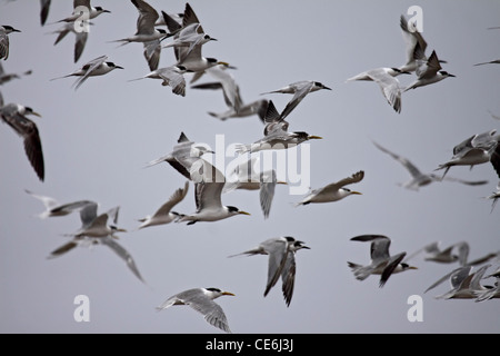 Swift tern e sterne comuni in volo Foto Stock