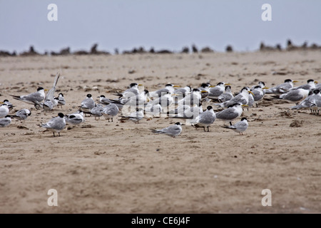 Swift tern colony con sterne comuni Foto Stock