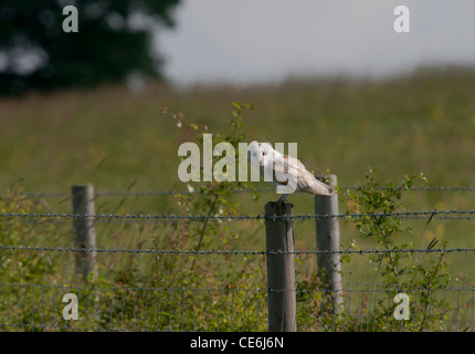 Il barbagianni (Tyto alba) seduti su un palo da recinzione da terreni agricoli. Foto Stock