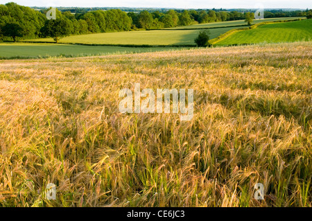 HORDEUM VULGARE orzo Foto Stock