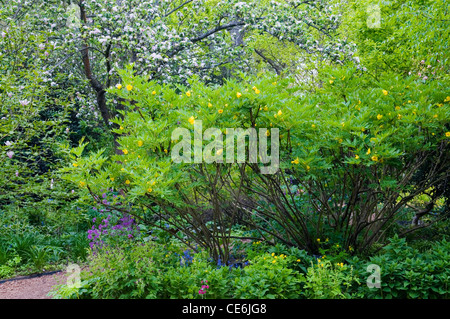 PAEONIA LUDLOWII Foto Stock