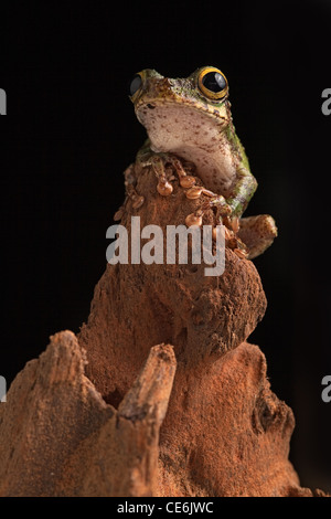 Raganella seduta di notte in amazzonia foresta di pioggia giungla del Sud America. Bella carino animale notturno con belle grandi occhi. Foto Stock