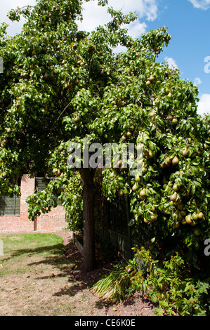 PYRUS COMMUNIS in un giardino SUBBURBAN IMPOSTAZIONE Foto Stock